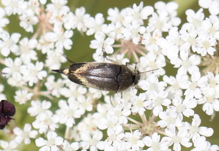 Mordellidae - marókafélék