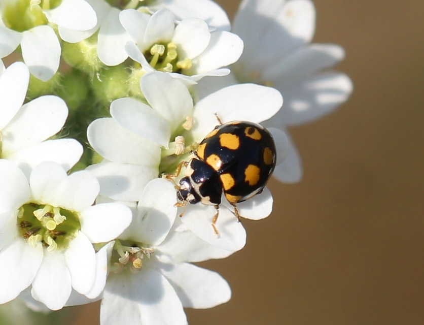 Coccinula quatuordecimpustulata - feketesárga katóka