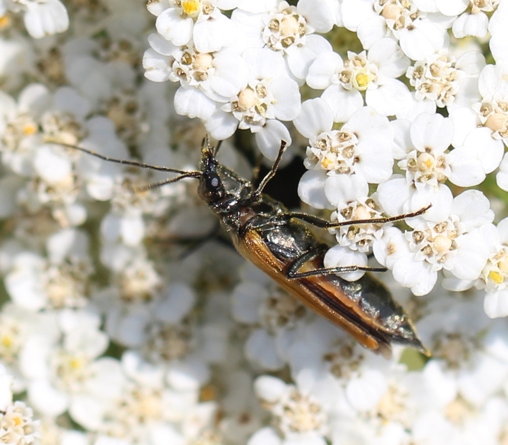 Oedemera femorata - sárgahátú álcincér