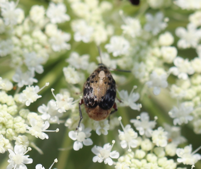 Megabruchidius dorsalis - foltoshátú lepényfazsizsik