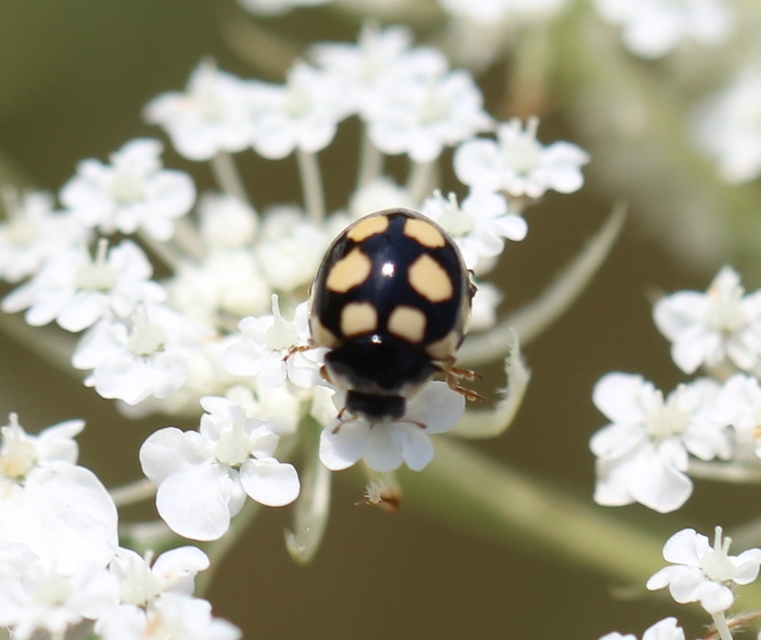 Coccinula quatuordecimpustulata - feketesárga katóka