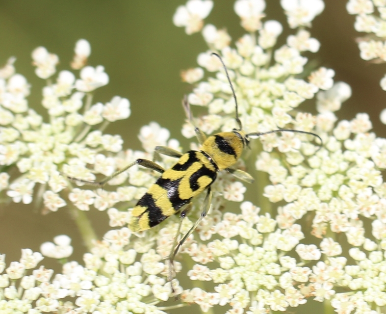 Chlorophorus varius - díszes darázscincér
