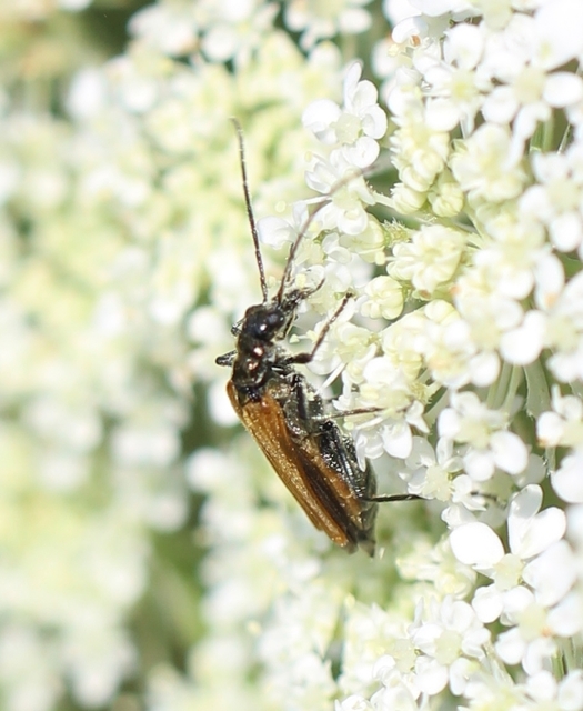 Oedemera femorata - sárgahátú álcincér