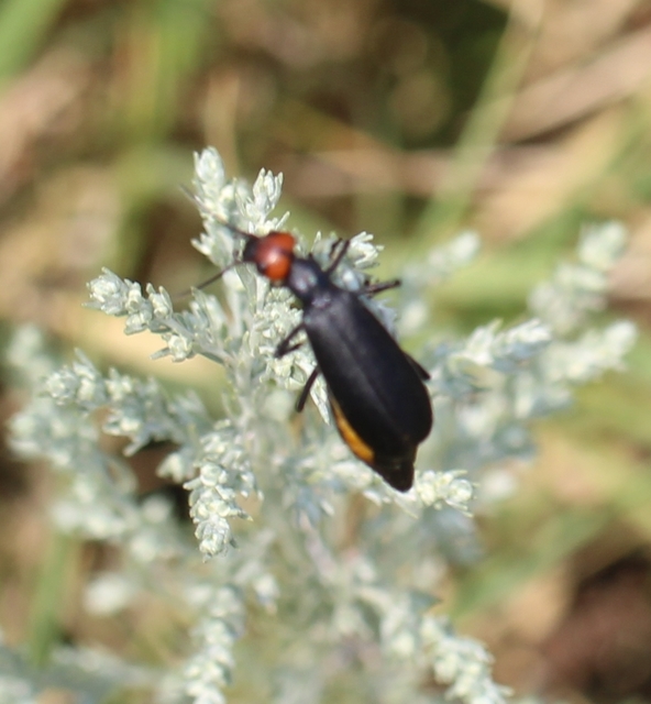 Epicauta rufidorsum - hollóbogár