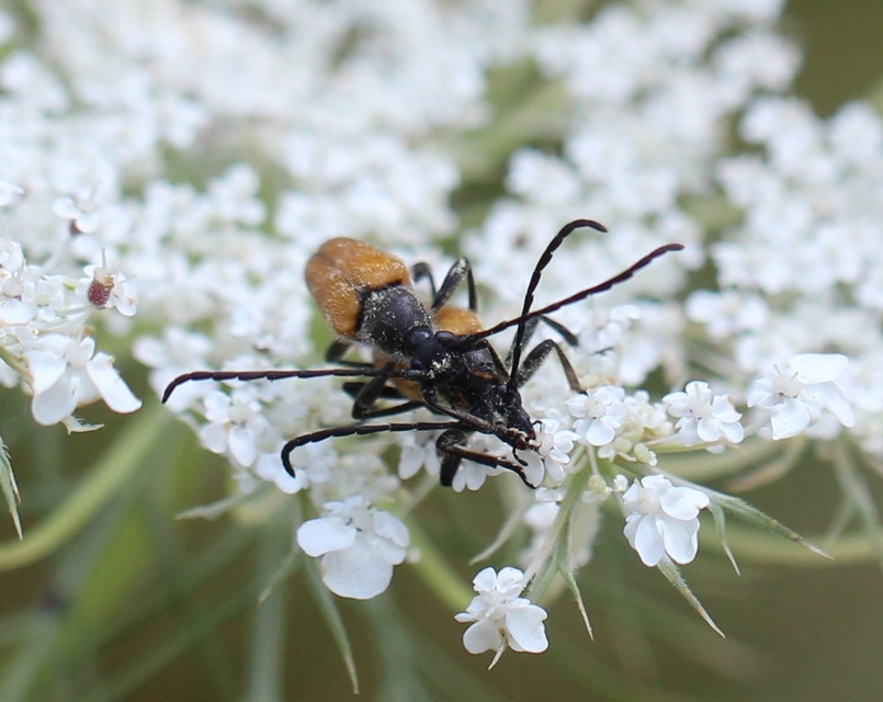 Stictoleptura fulva - vörhenyes virágcincér