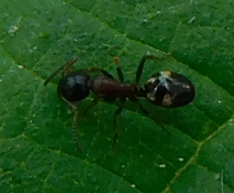 Dolichoderus quadripunctatus - négypettyes erdeihangya