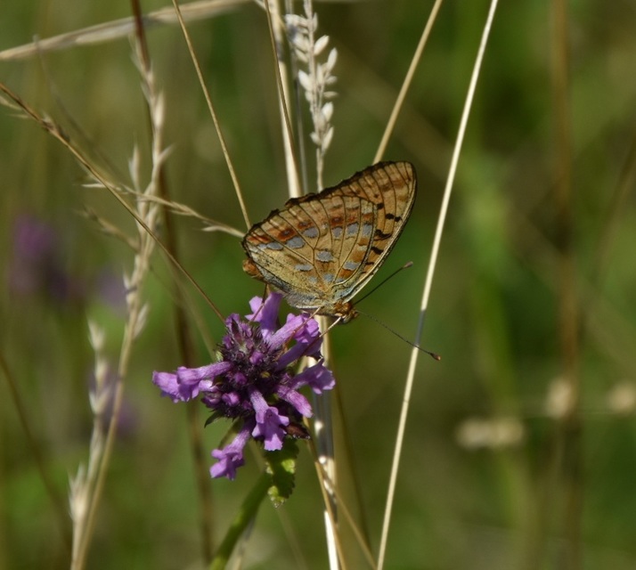 Argynnis adippe - ezüstös gyöngyházlepke