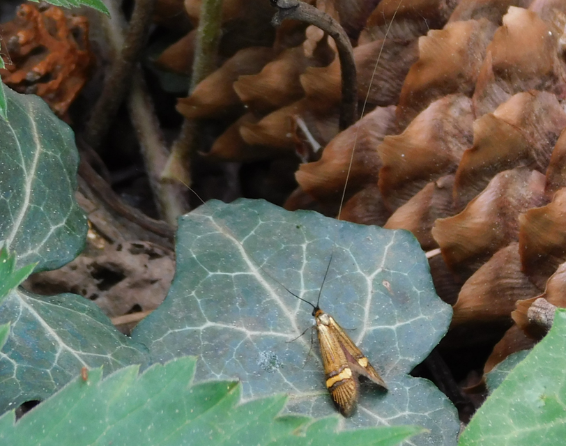 Nemophora degeerella - pompás tőrösmoly