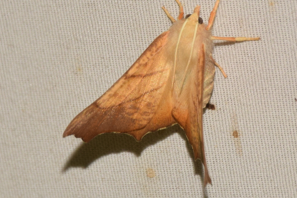 Ennomos fuscantaria - kőris-levélaraszoló
