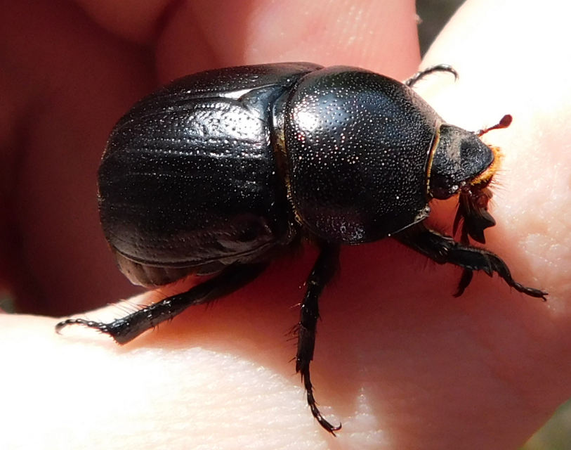 Pentodon idiota - butabogár