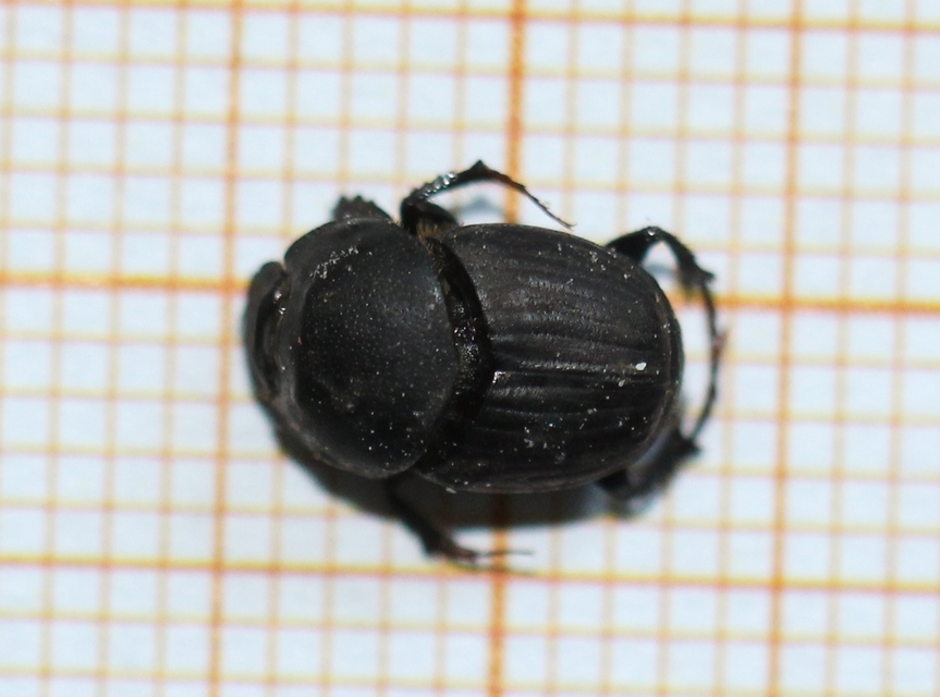 Onthophagus taurus - szarvas trágyatúró