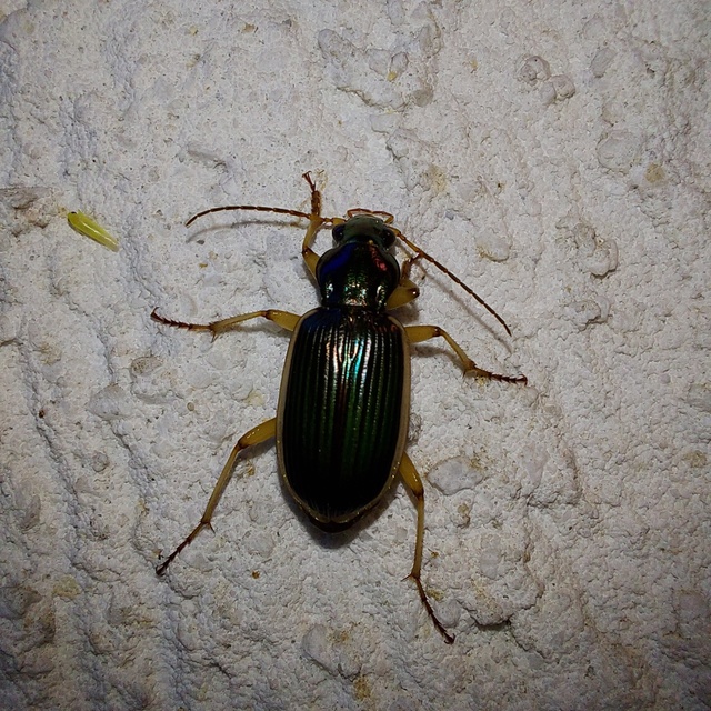 Chlaenius spoliatus - csupasz bűzfutó