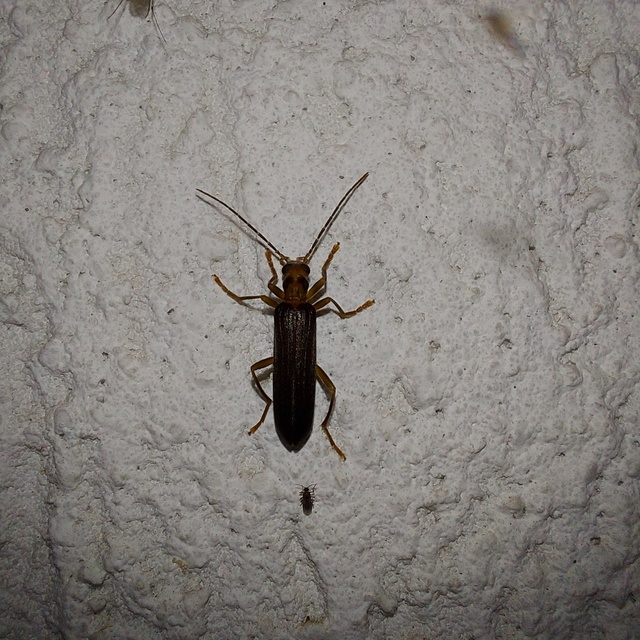 Nacerdes carniolica - karnóliai álcincér