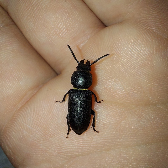 Spondylis buprestoides - erdei félcincér
