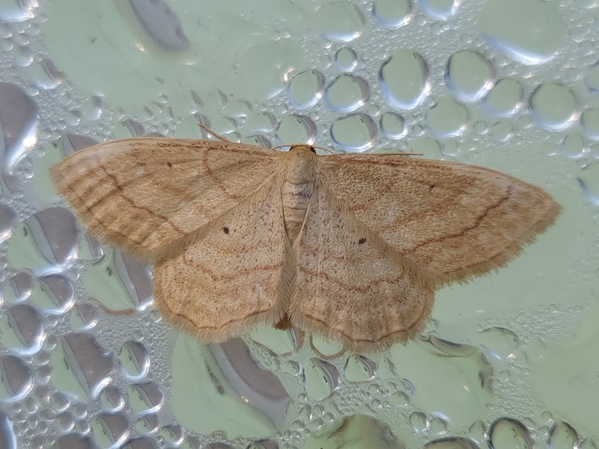 Idaea rufaria - vörhenyes sávosaraszoló