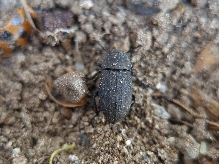 Gonocephalum granulatum pusillum
