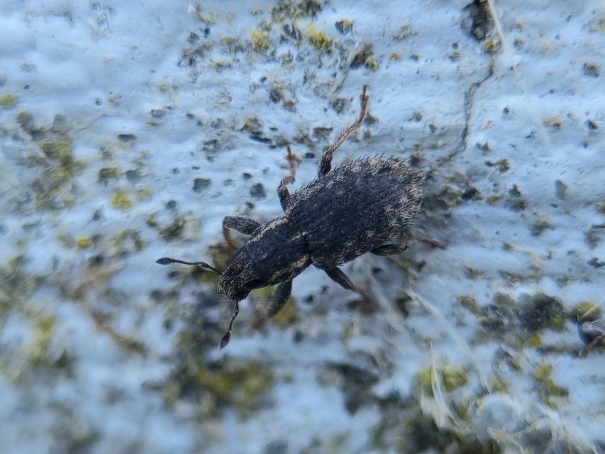Sitona hispidulus - szőrös csipkézőbogár