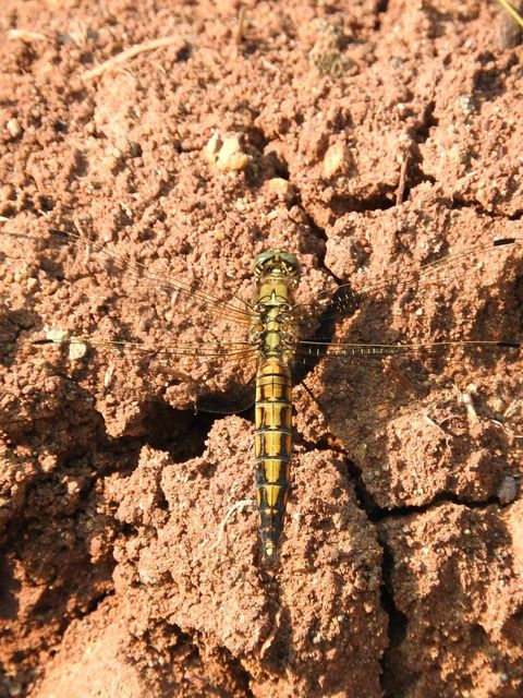 Orthetrum cancellatum - feketefarkú pásztorszitakötő