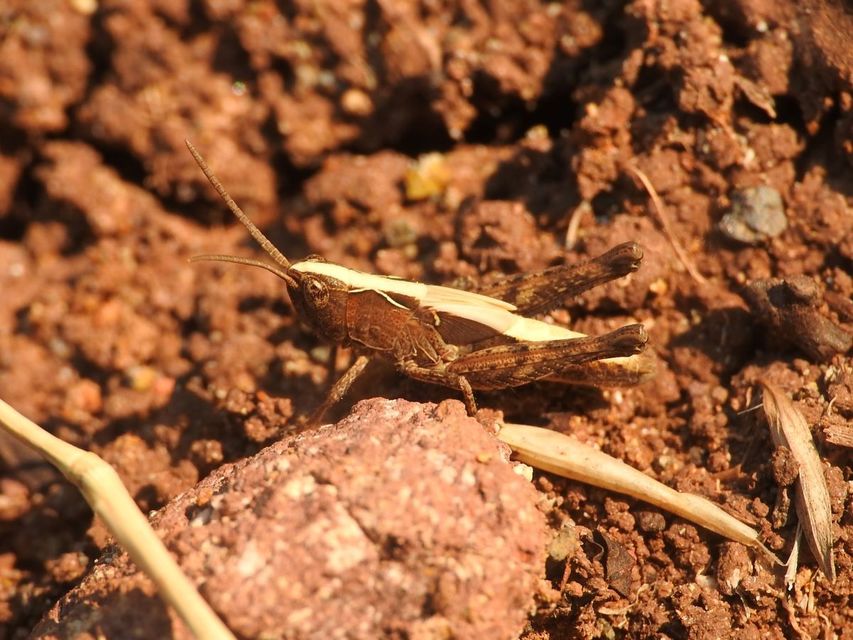 Chorthippus (Glyptobothrus) (subgenus)
