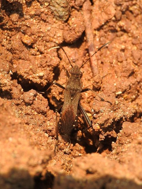 Alydus calcaratus - szőrös tövispoloska