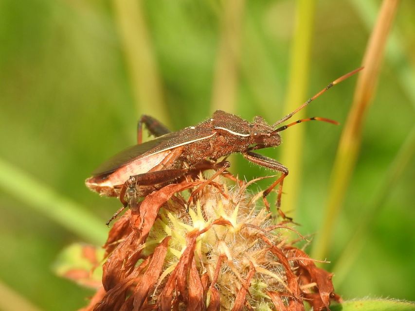 Camptopus lateralis - görbelábú karimáspoloska