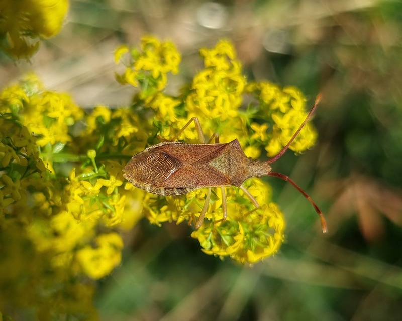 Gonocerus acuteangulatus - aranypetés karimáspoloska