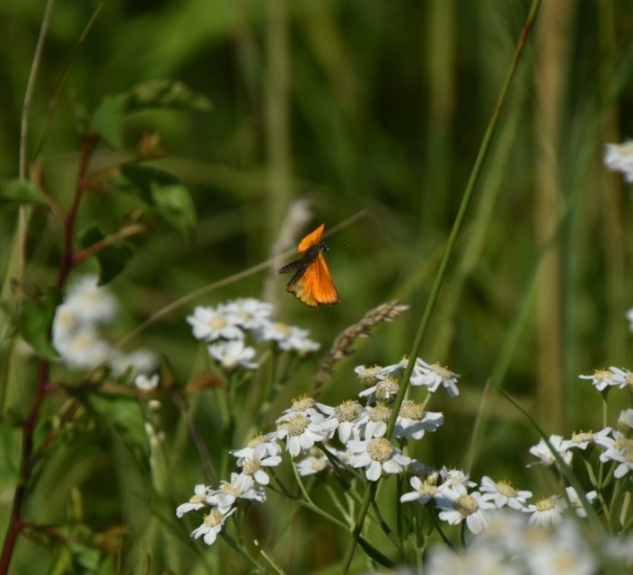 Lycaena virgaureae - arany-tűzlepke