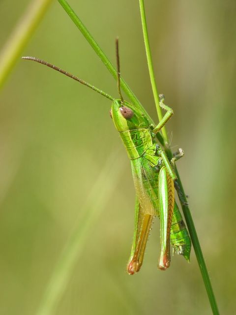 Euthystira brachyptera - smaragdzöld sáska