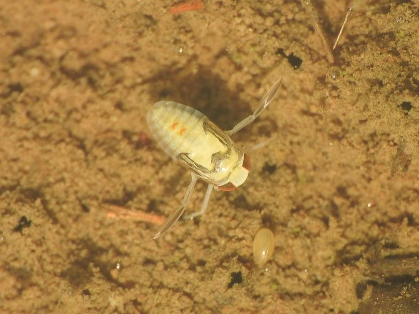 Corixidae - búvárpoloskák Corixidae - búvárpoloskák