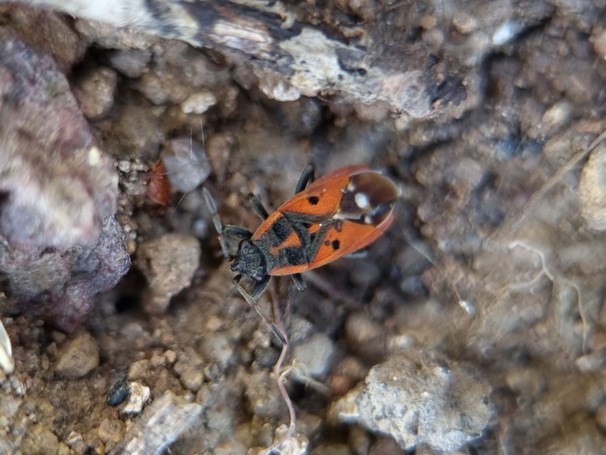 Melanocoryphus tristrami