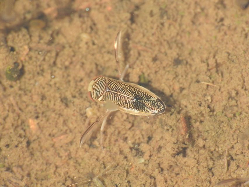 Corixidae - búvárpoloskák Corixidae - búvárpoloskák