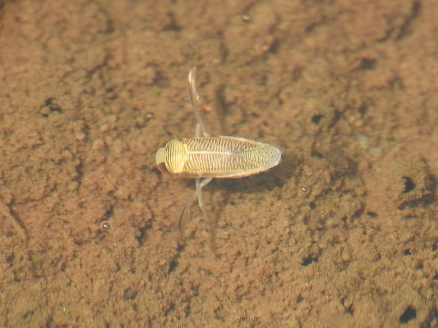 Corixidae - búvárpoloskák Corixidae - búvárpoloskák