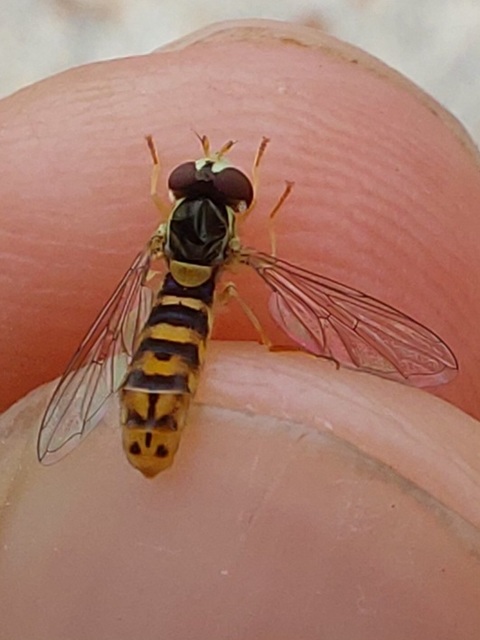 Sphaerophoria
