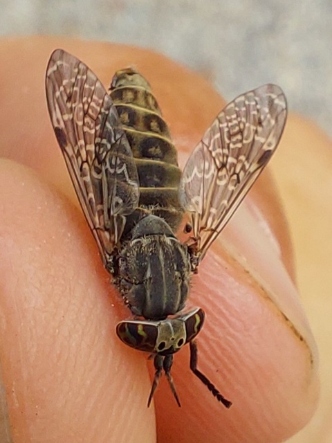 Haematopota