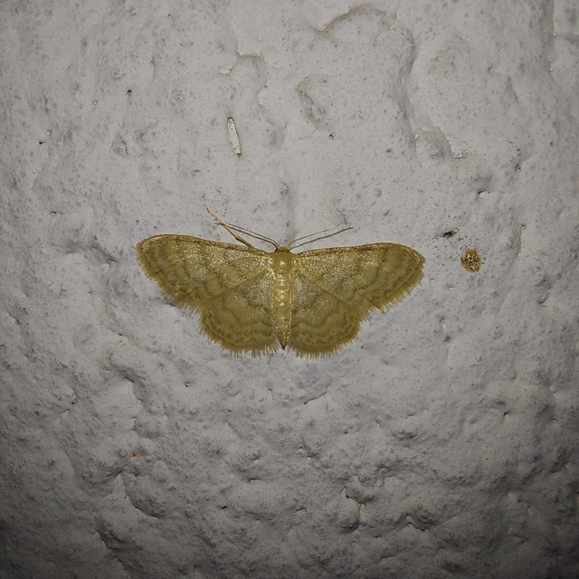 Idaea dilutaria - napvirág-apróaraszoló