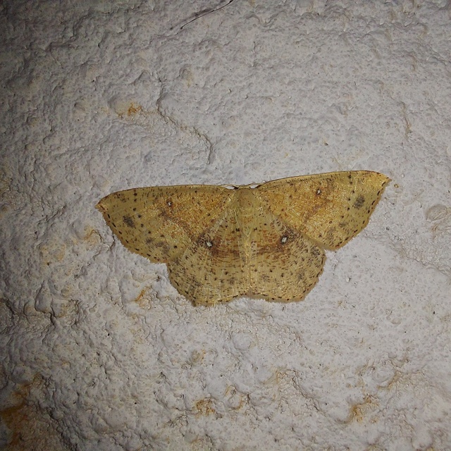 Cyclophora porata - körös pettyesaraszoló