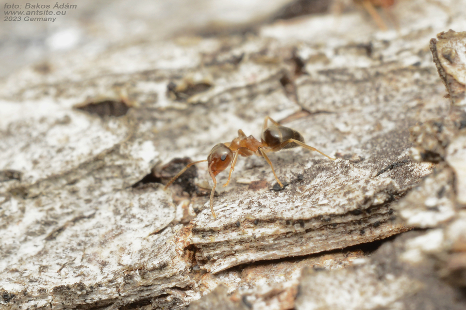 Lasius brunneus - rozsdáshátú feketehangya