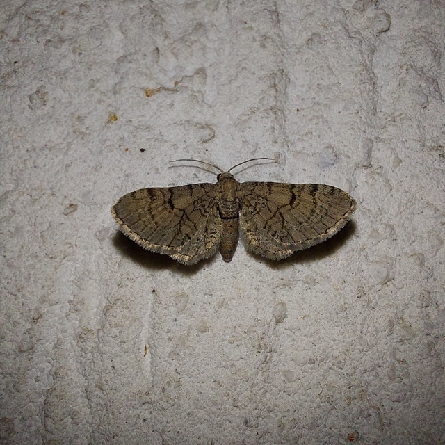Eupithecia silenicolata - habszegfű-törpearaszoló