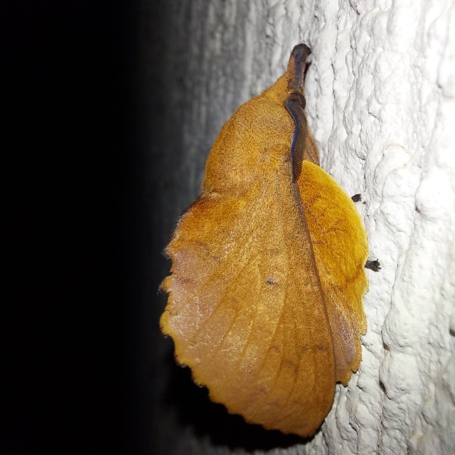 Gastropacha quercifolia - tölgylevélpohók