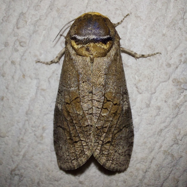 Cossus cossus - fűzfarontólepke