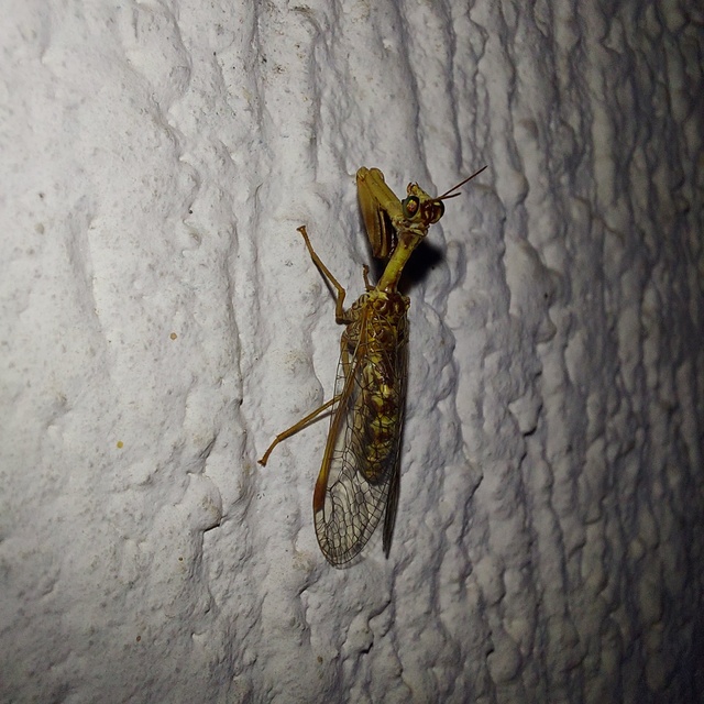 Mantispa styriaca - kétszínű fogólábú-fátyolka