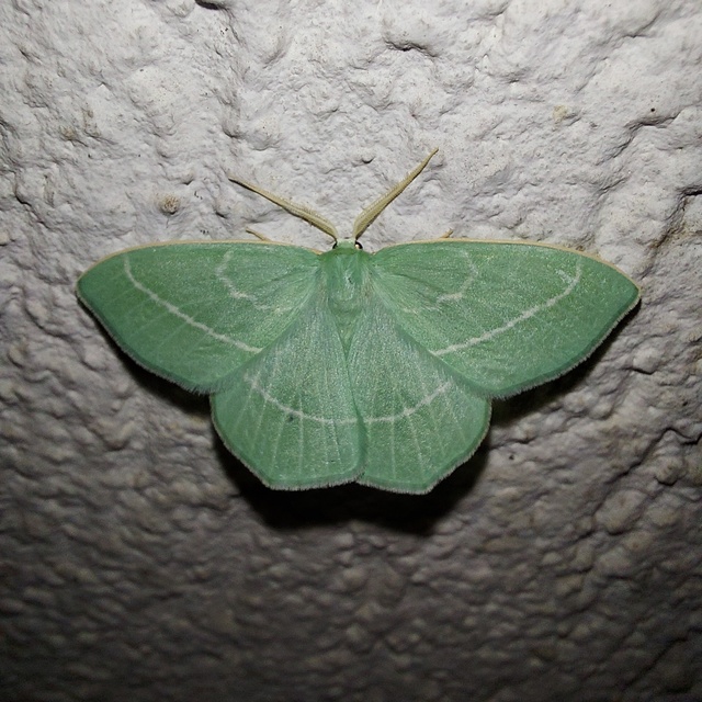 Hemistola chrysoprasaria - kékes zöldaraszoló