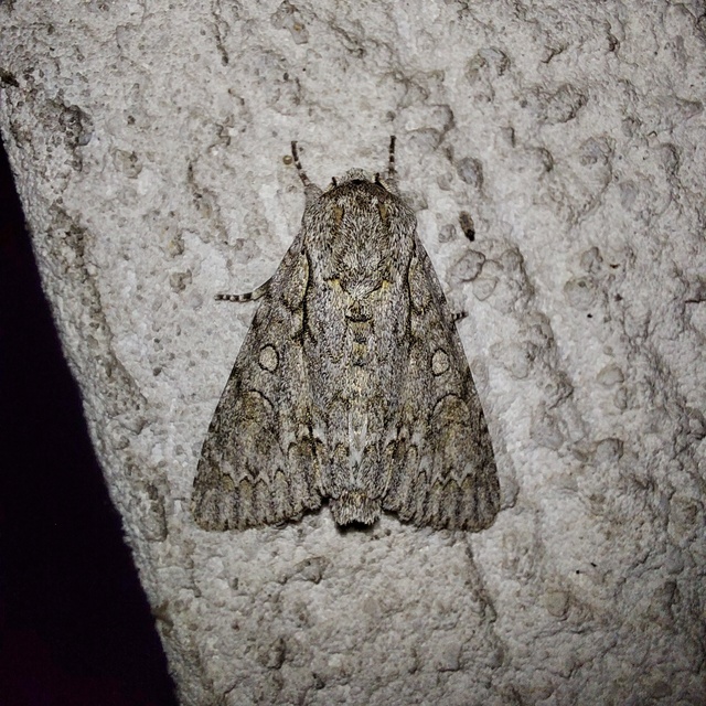 Acronicta aceris - vadgesztenye-szigonyosbagoly