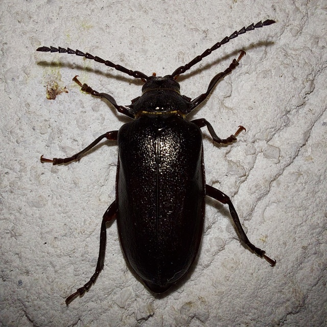 Prionus coriarius - csőszcincér