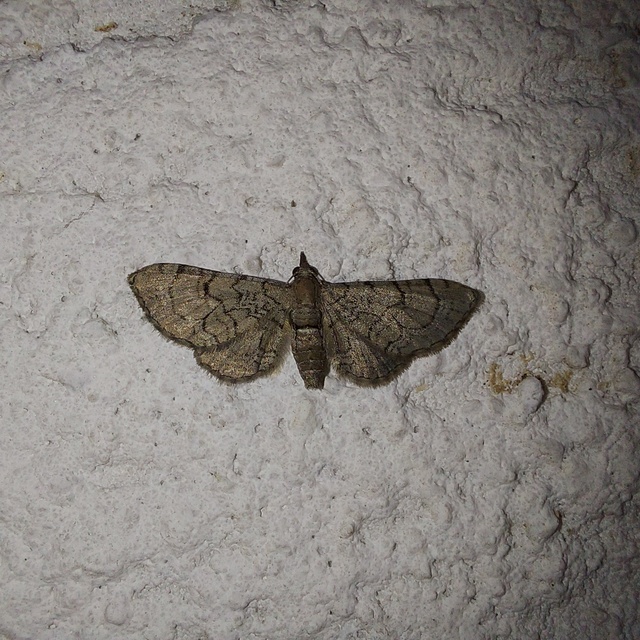 Eupithecia silenicolata - habszegfű-törpearaszoló
