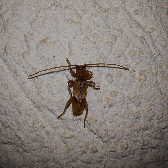 Trichoferus pallidus - sápadt éjicincér