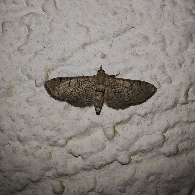 Eupithecia silenicolata - habszegfű-törpearaszoló