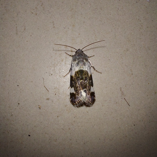 Acontia lucida - fehér nappalibagoly