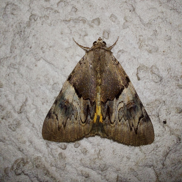 Catocala fulminea - galagonya-övesbagoly