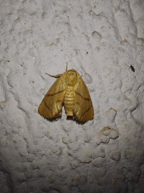 Apoda limacodes - kagylólepke
